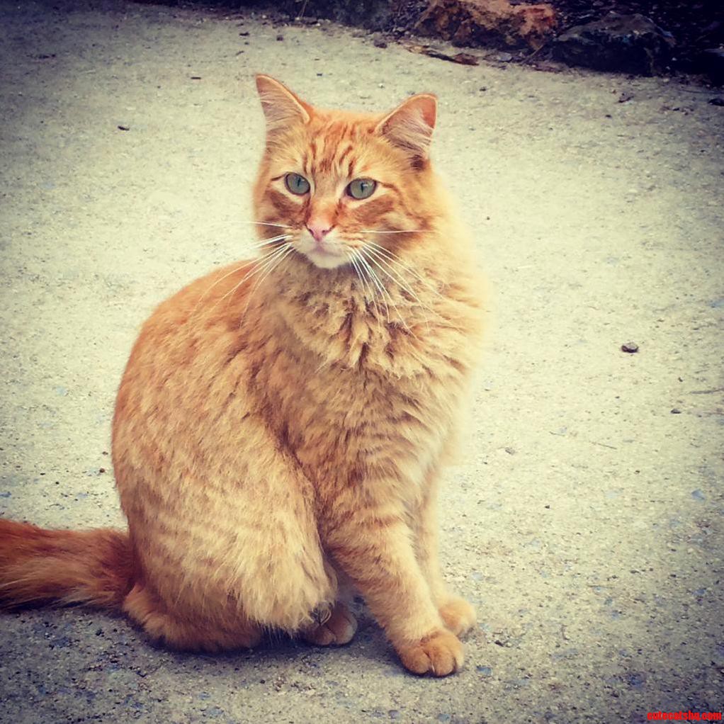 I Met a Supermodel in Barcelona Today