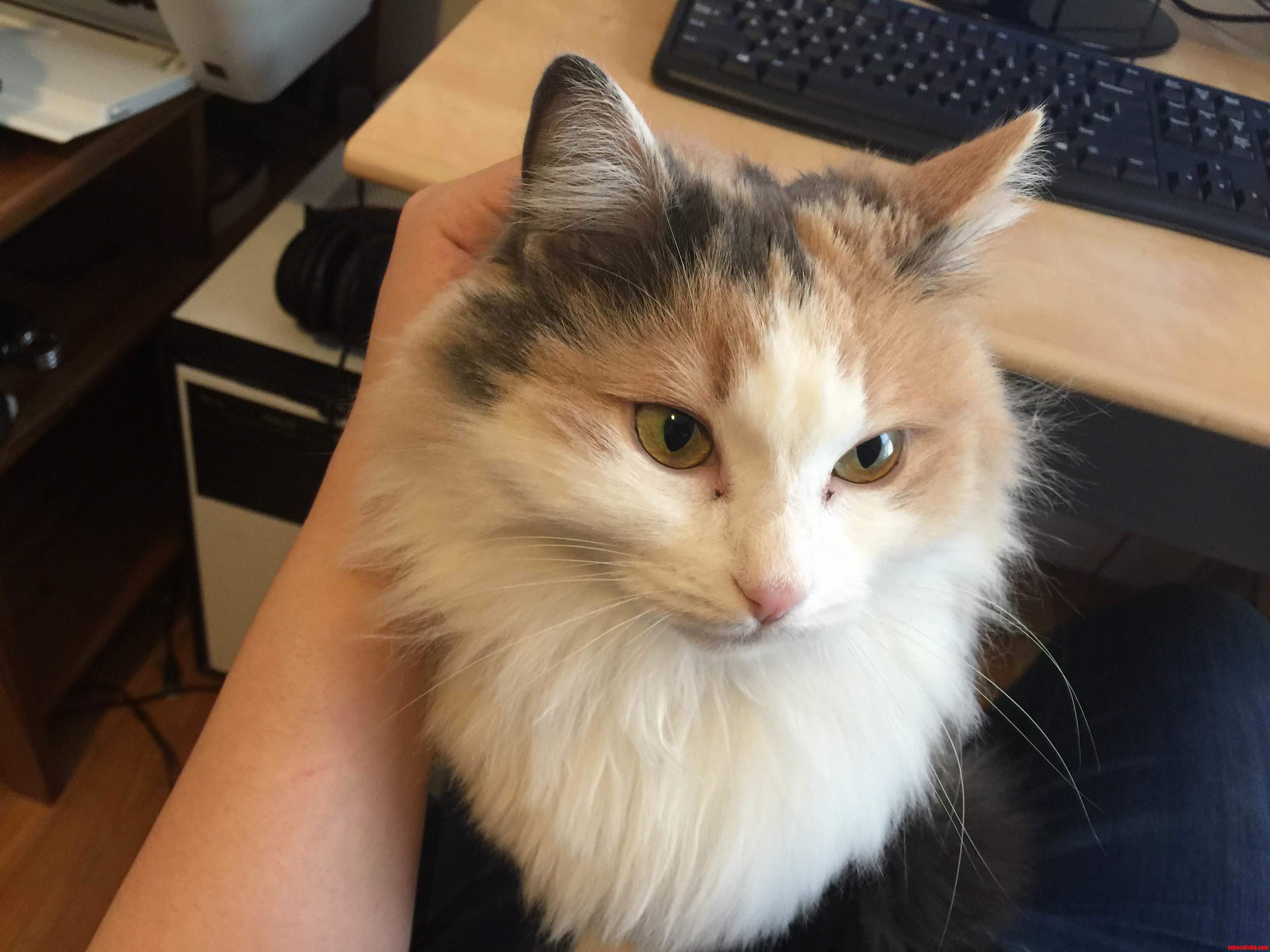 I Need Advice on Handling Aggressive Cat Behavior Explanation in Comments