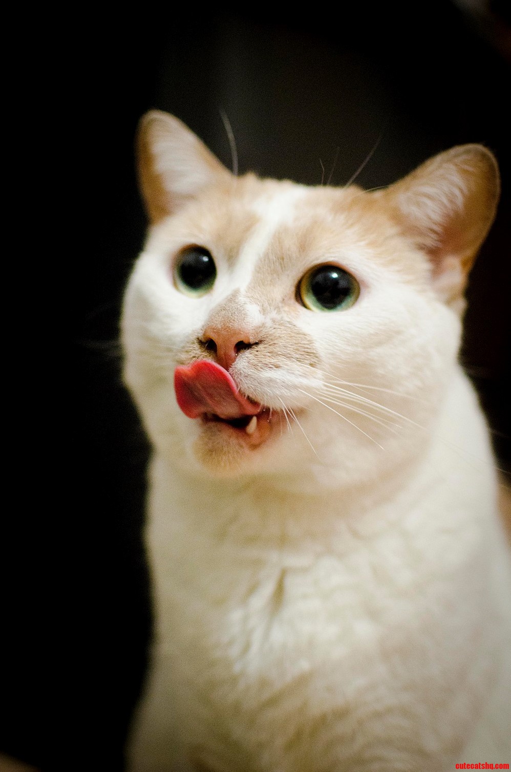 I Took This Kitty from a Shelter 6 Years Ago and Shes Amazing.