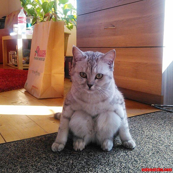 I Ve Never Seen a Cat Sit Like This Before.