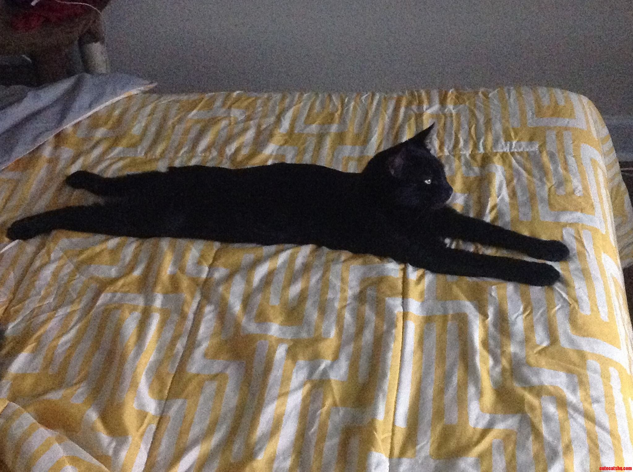 I Walk Into My Bedroom to Encounter My Cat Named Bear Watching Tv