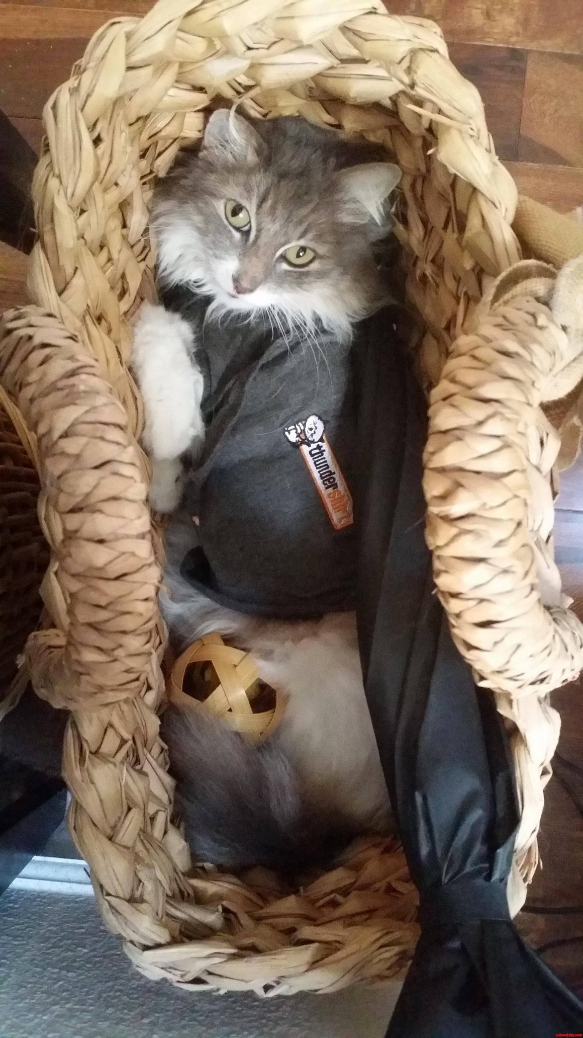 If I Fits I Sits.