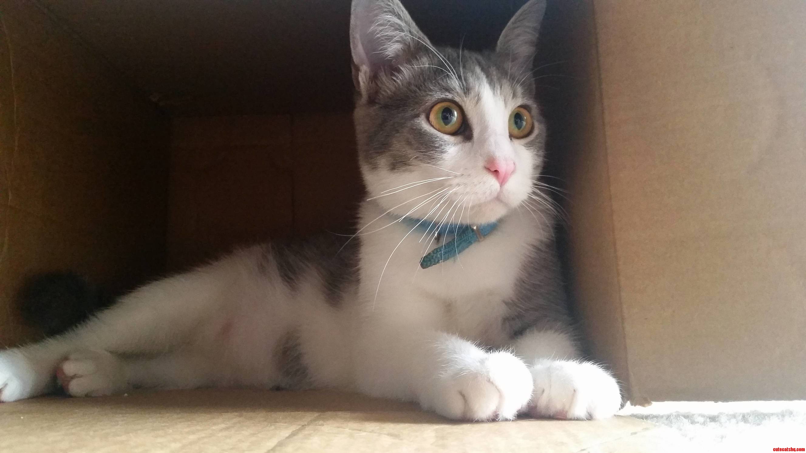 In His Beloved Box.
