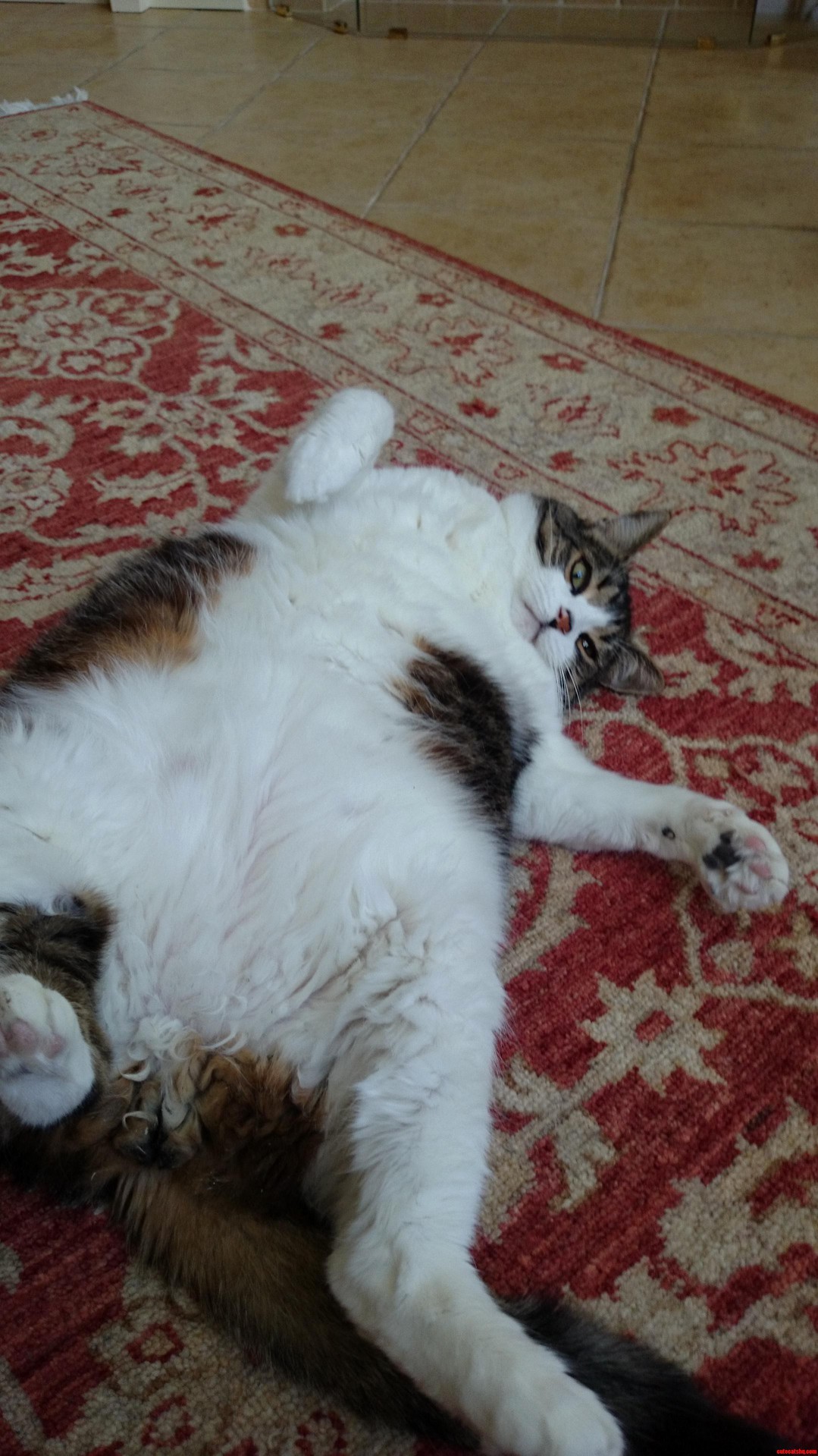 In the Words of My 3 Year Old Niece Wheres That Fat Cat