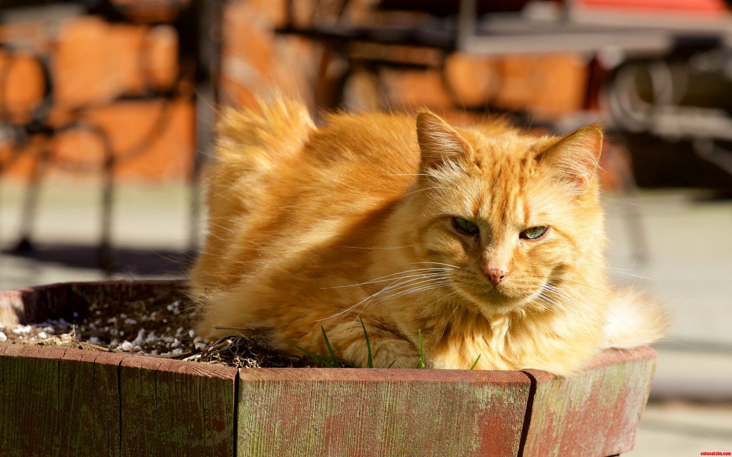 It Appears the Cat Plant Is Ready for Harvest. from the Look It Might Be a Little Over-ripe.