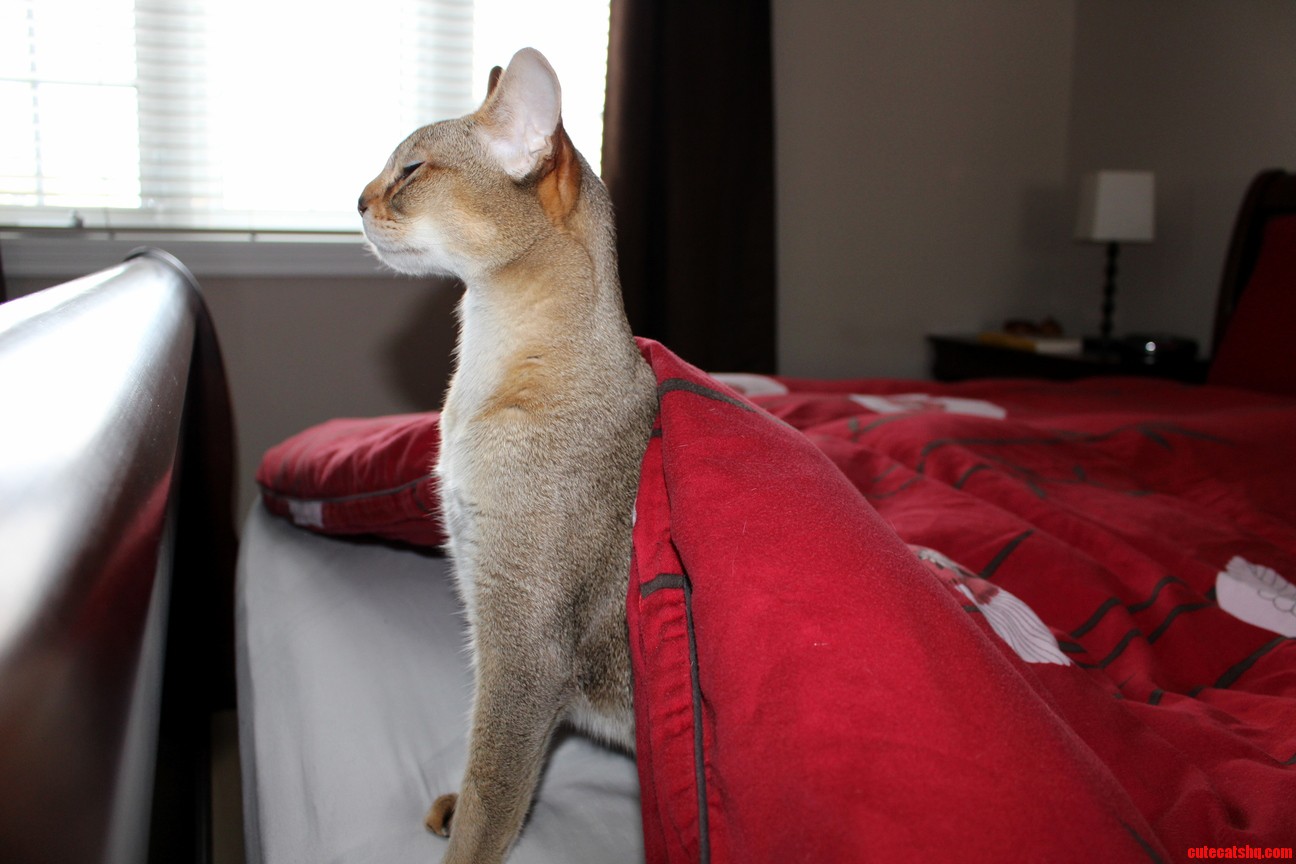 Its Not Easy Getting Out of Bed.