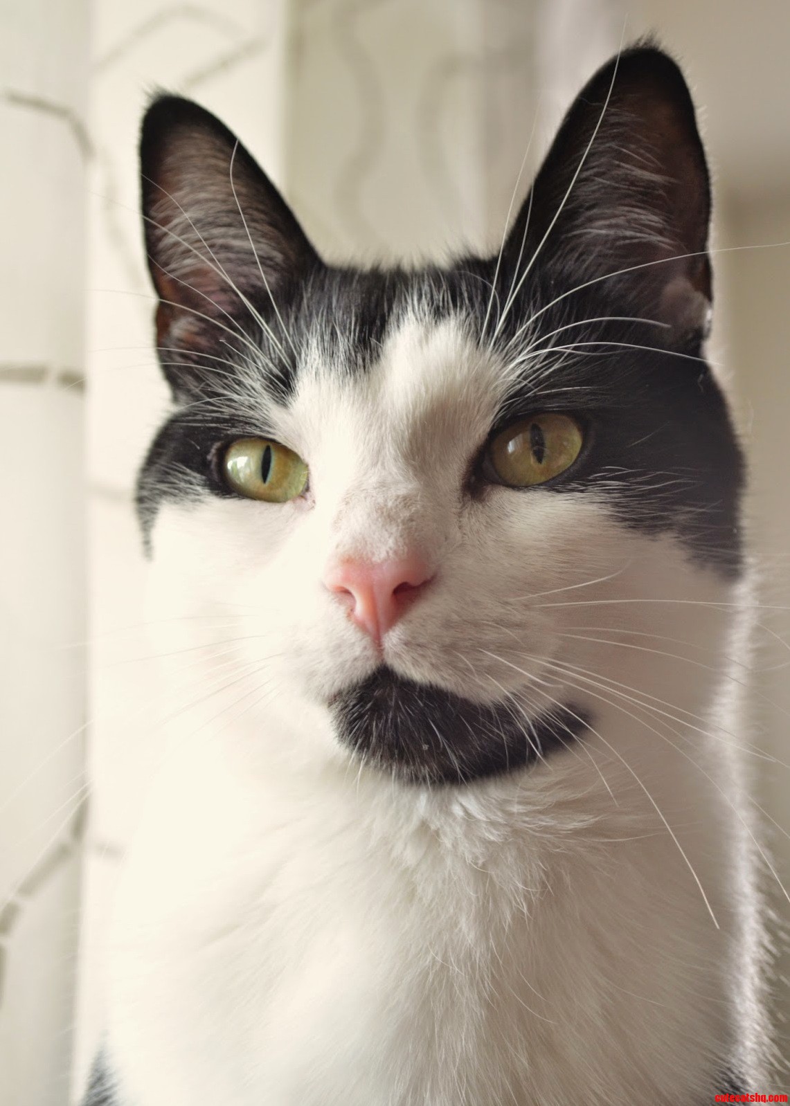 Jeeves Our Tux.