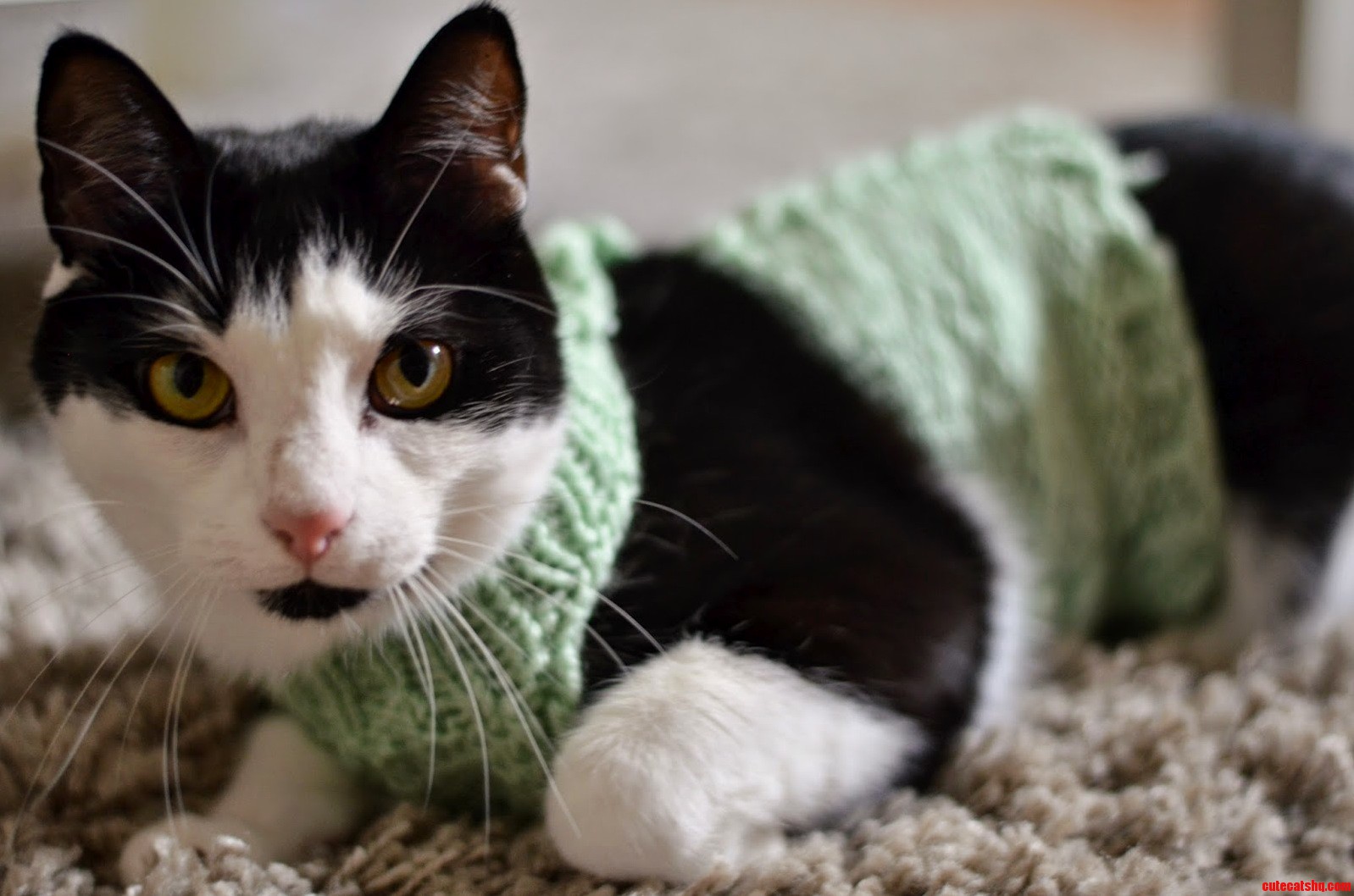 Just Being Cozy in His New Sweater.