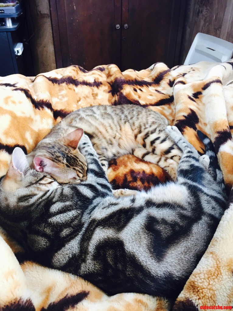 Kitty Cuddles