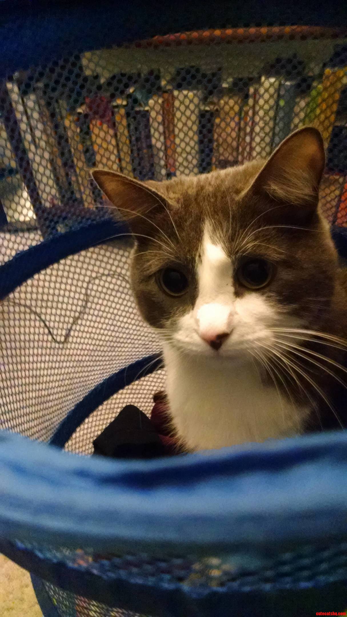Kitty in the Basket