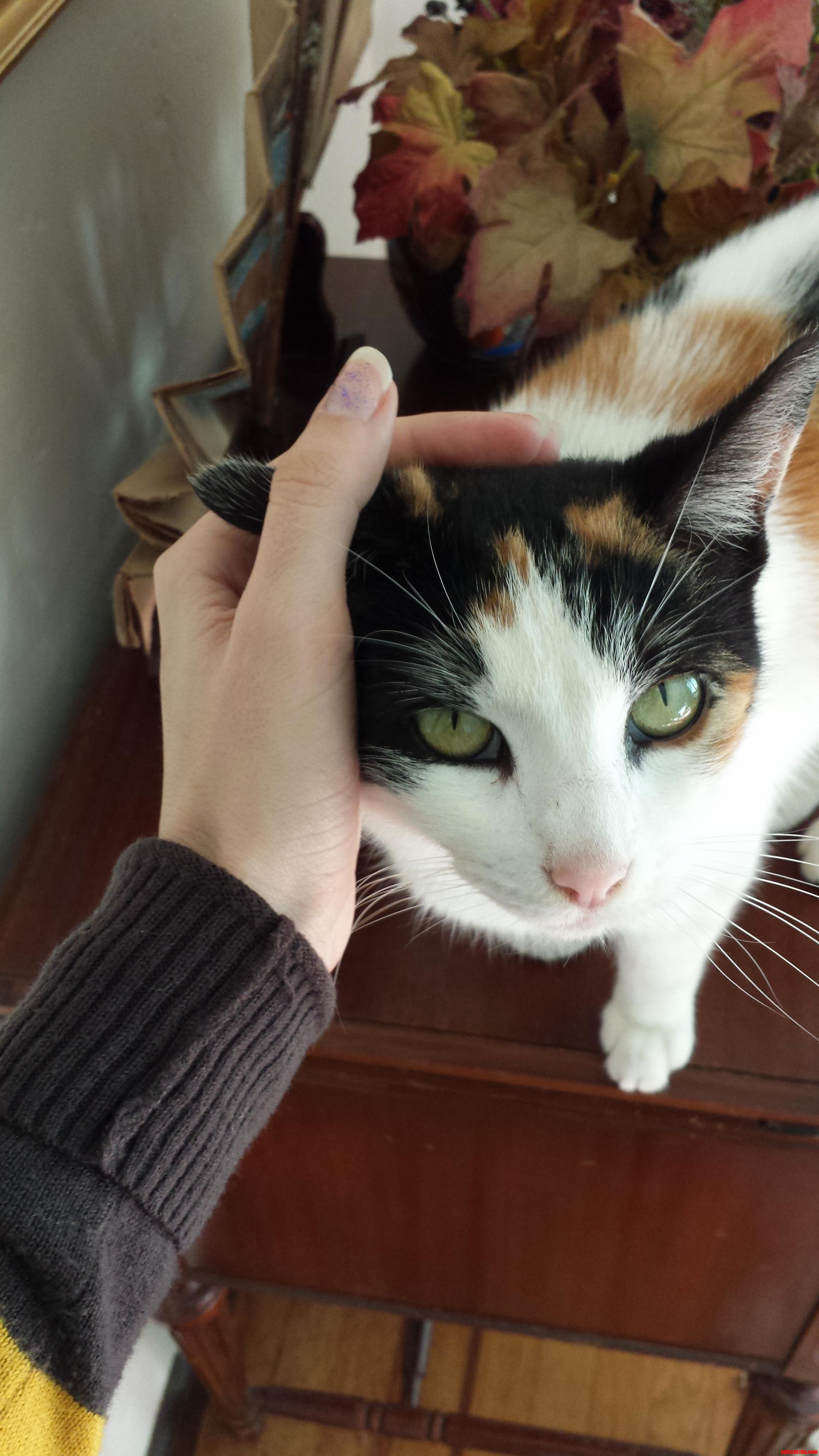 Lady My Lovely Green-eyed Calico.