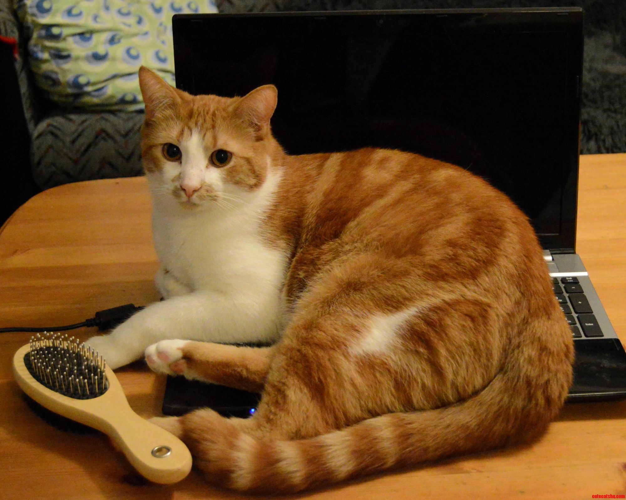Laptopcat