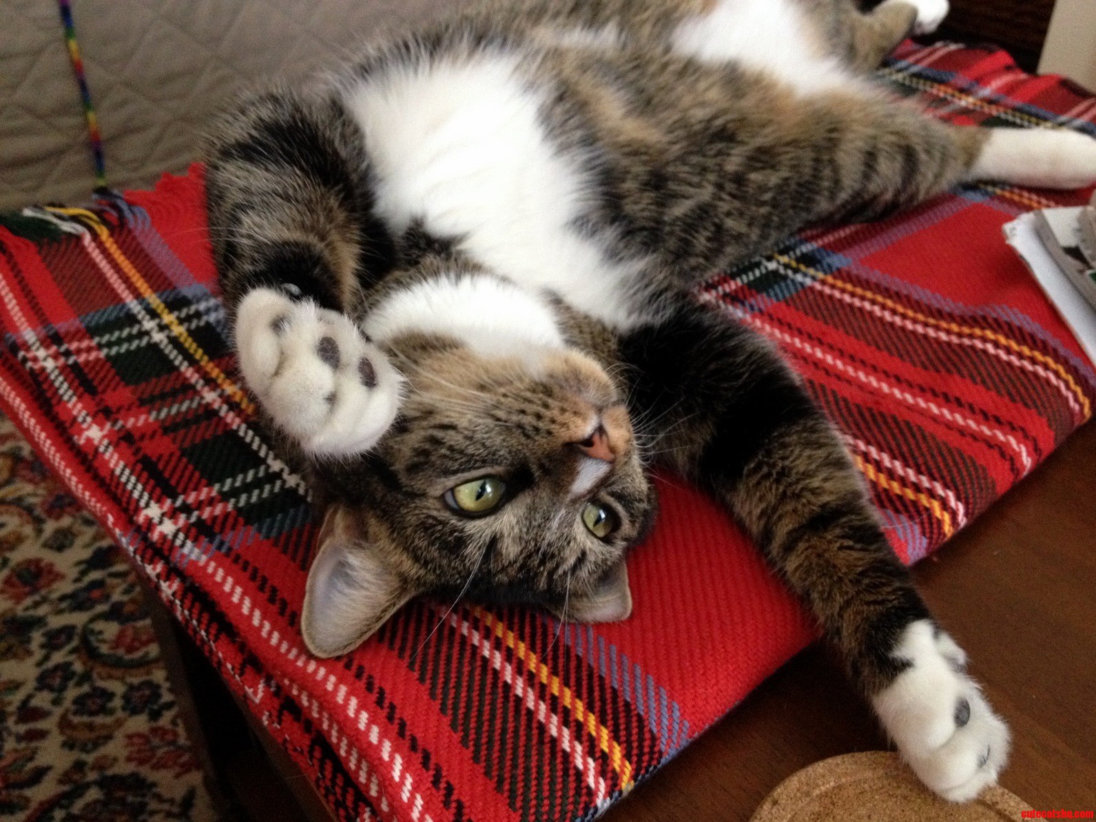 Leo Likes to Get Stretched Out