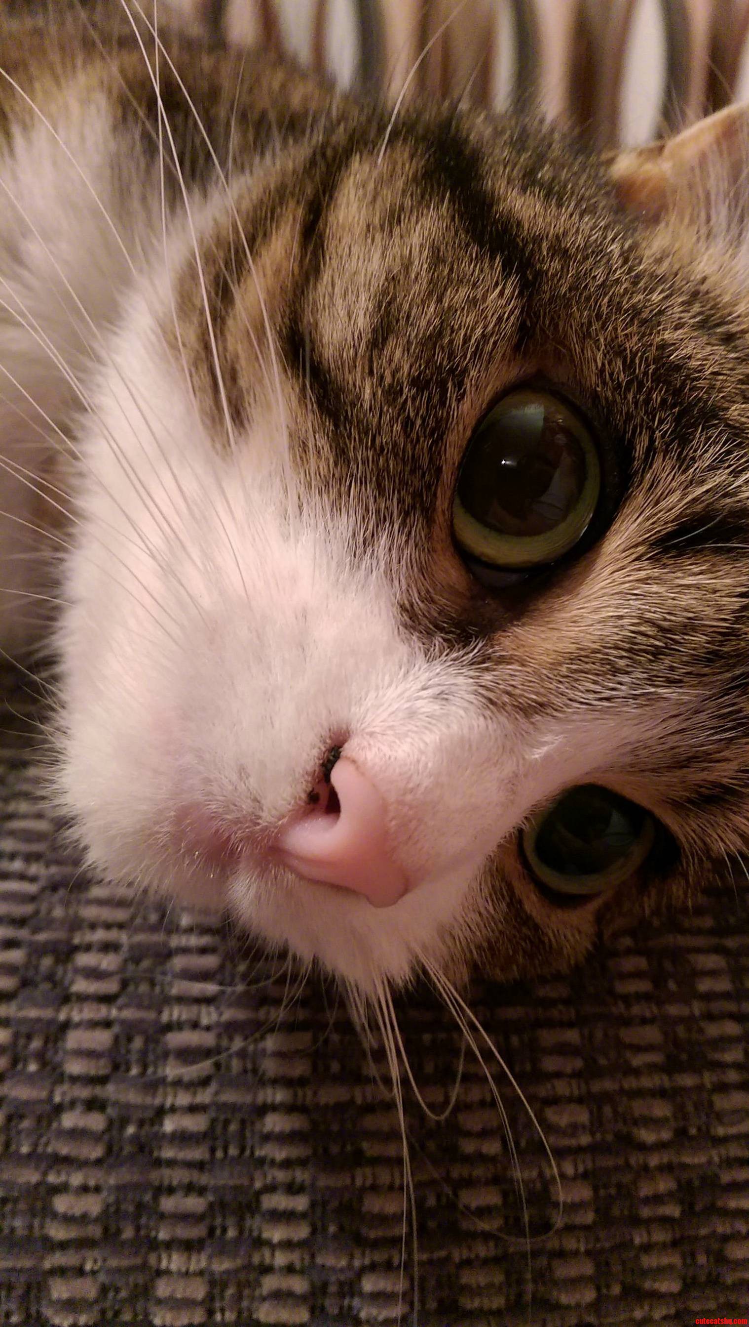 Let Me Introduce You to Twiglet
