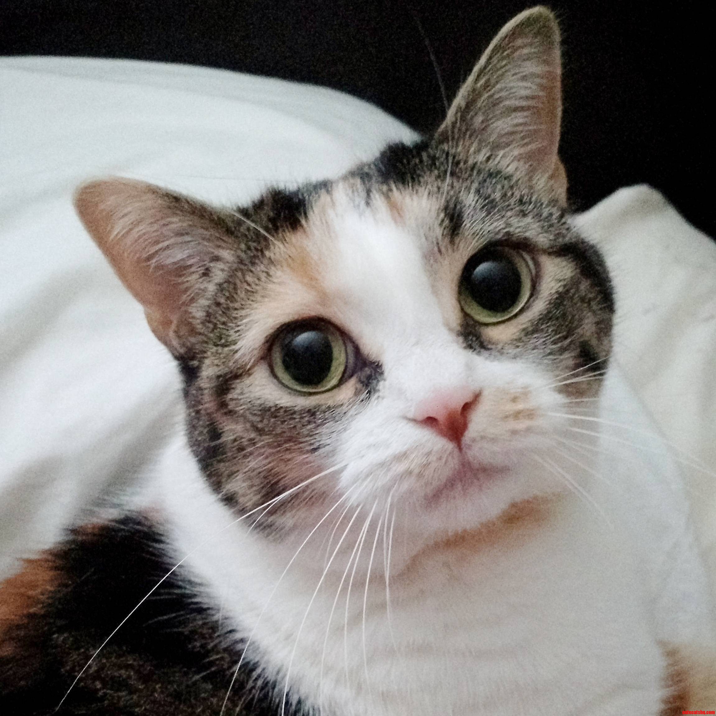 Little Miss Big Eyes Part 2