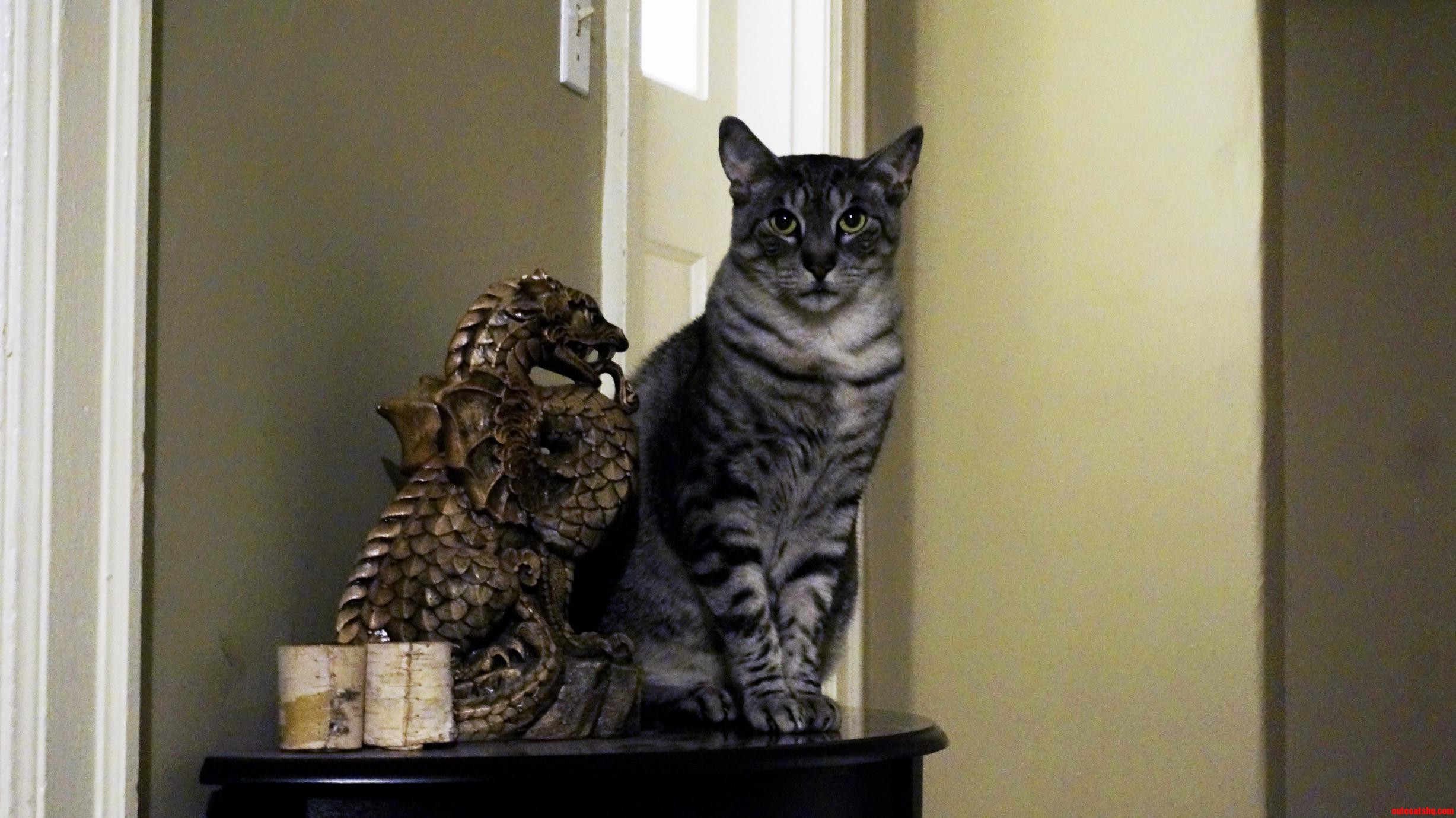 Lucky and the Dragon