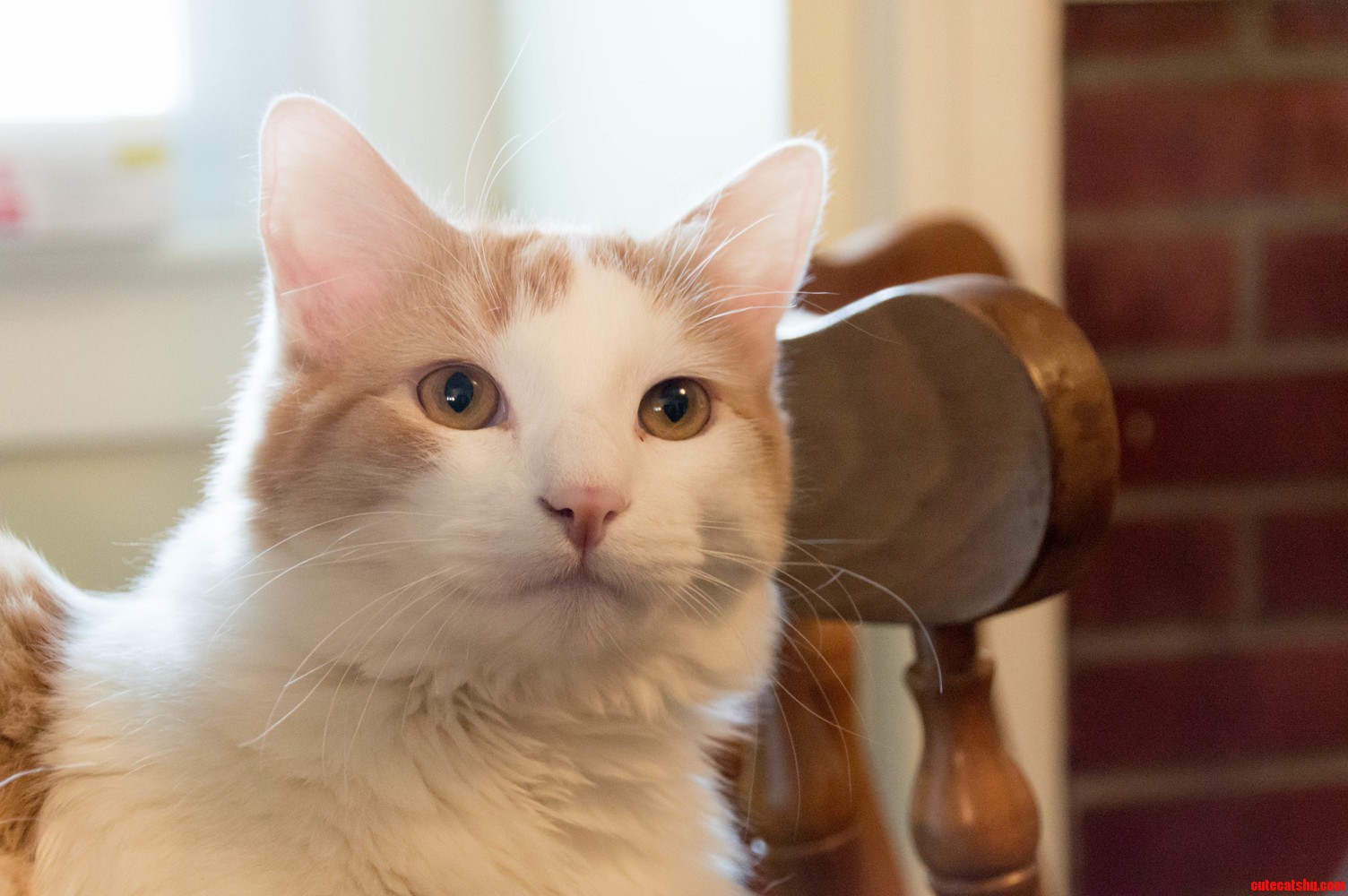 Lucumas Senior Portrait