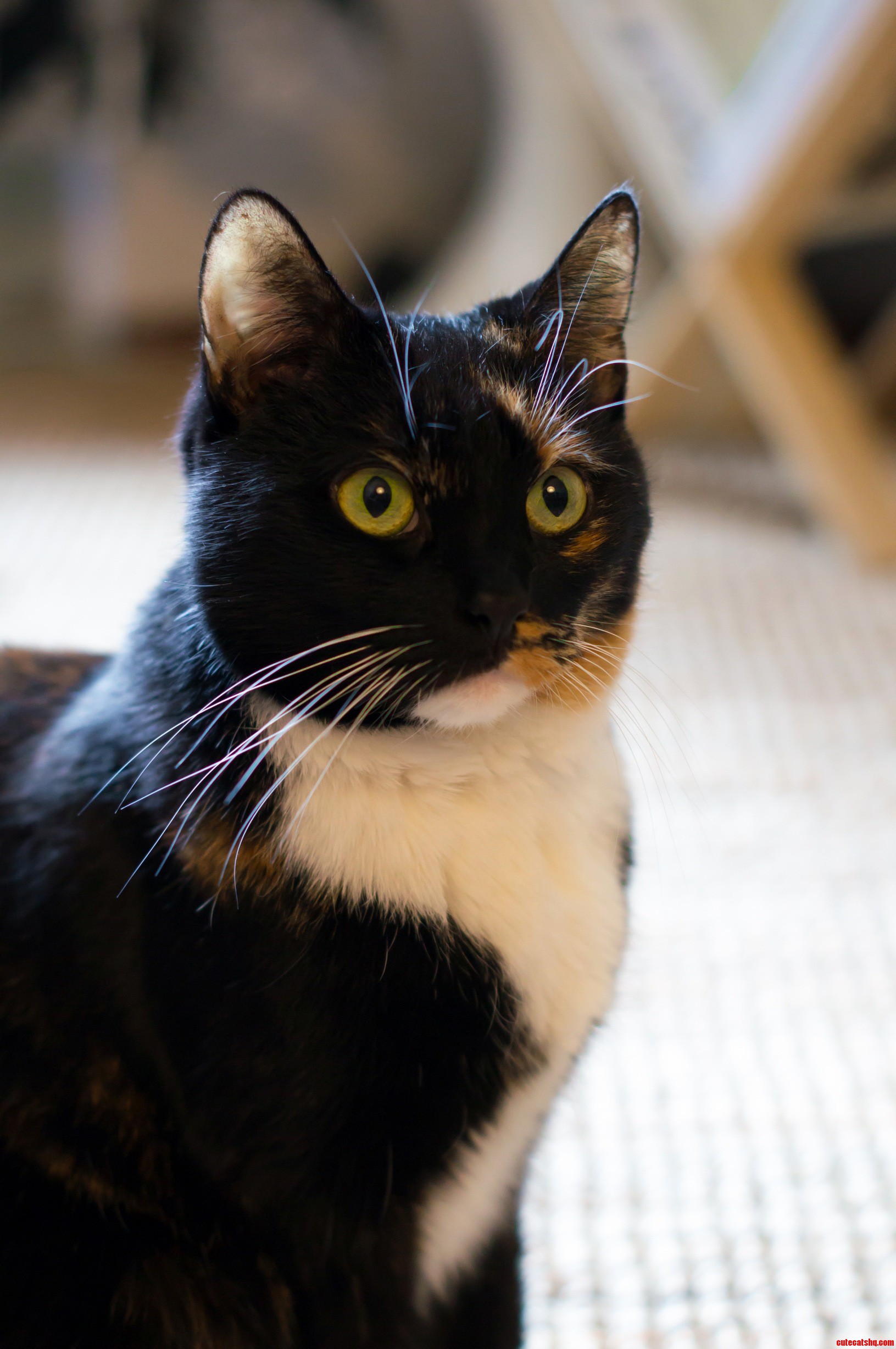 Luise Von Relaxenburg Looking Regal