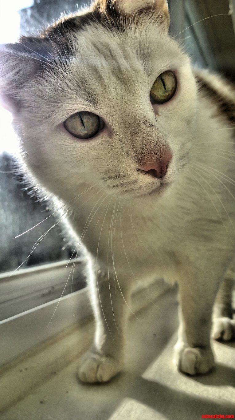 Majestic Cat Is Majestic