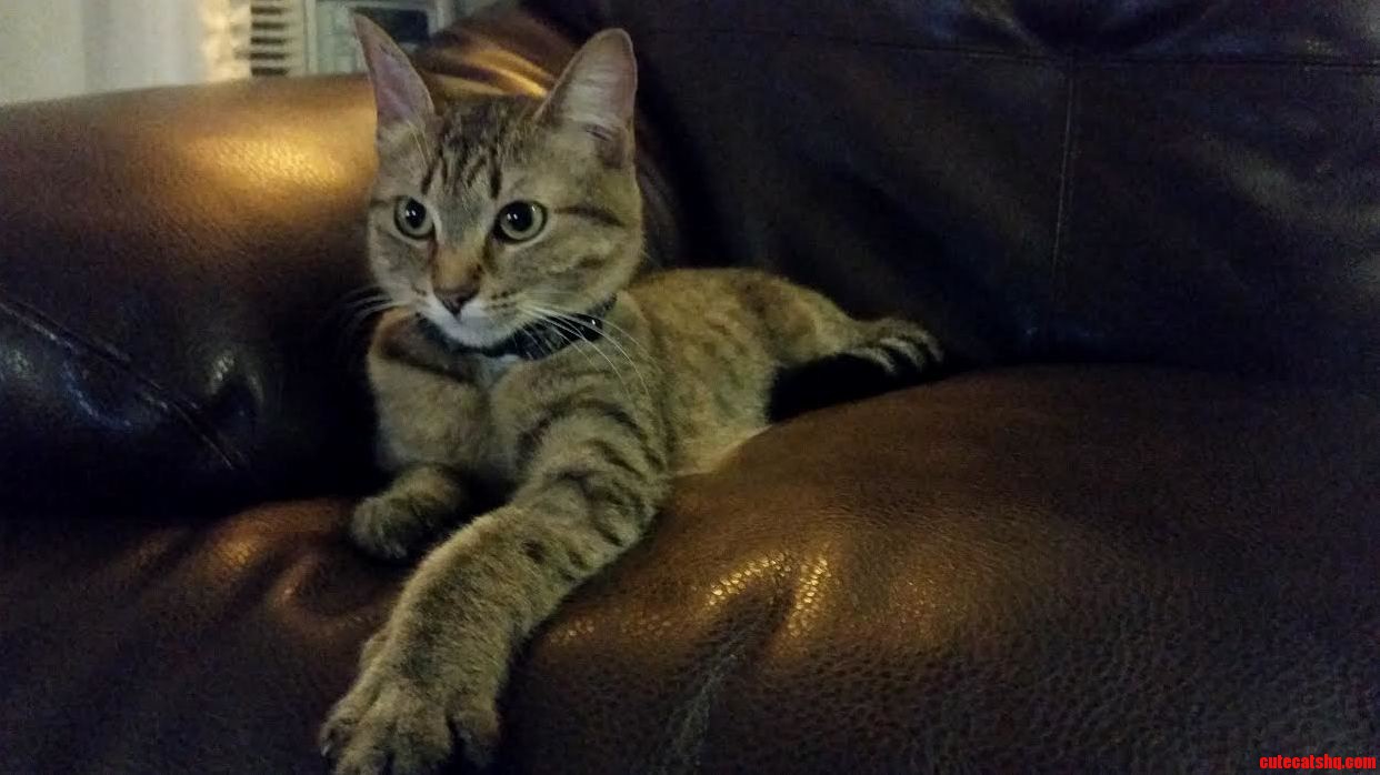 Meet Arya I Adopted Her from the Shelter Today.