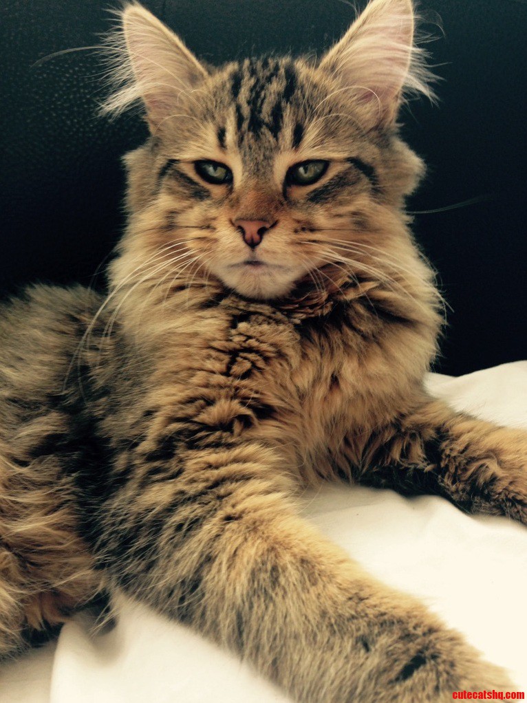 Meet Benson
