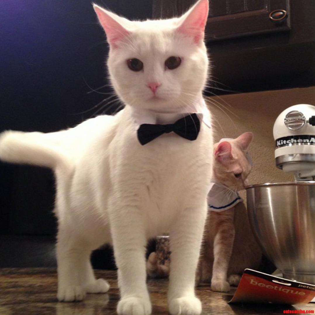 Meet Cotton