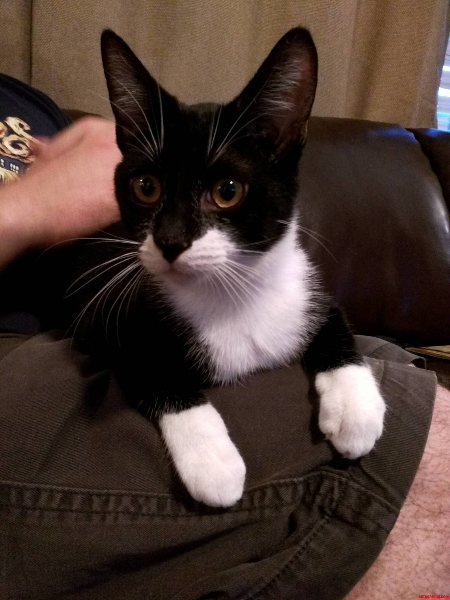 Meet Khat Drogo After Losing Our Cat a Few Months Ago Its Wonderful to Have Another Cat to Love
