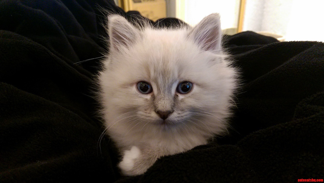 Meet Link. 7 Weeks Old and Ready to Save Hyrule.