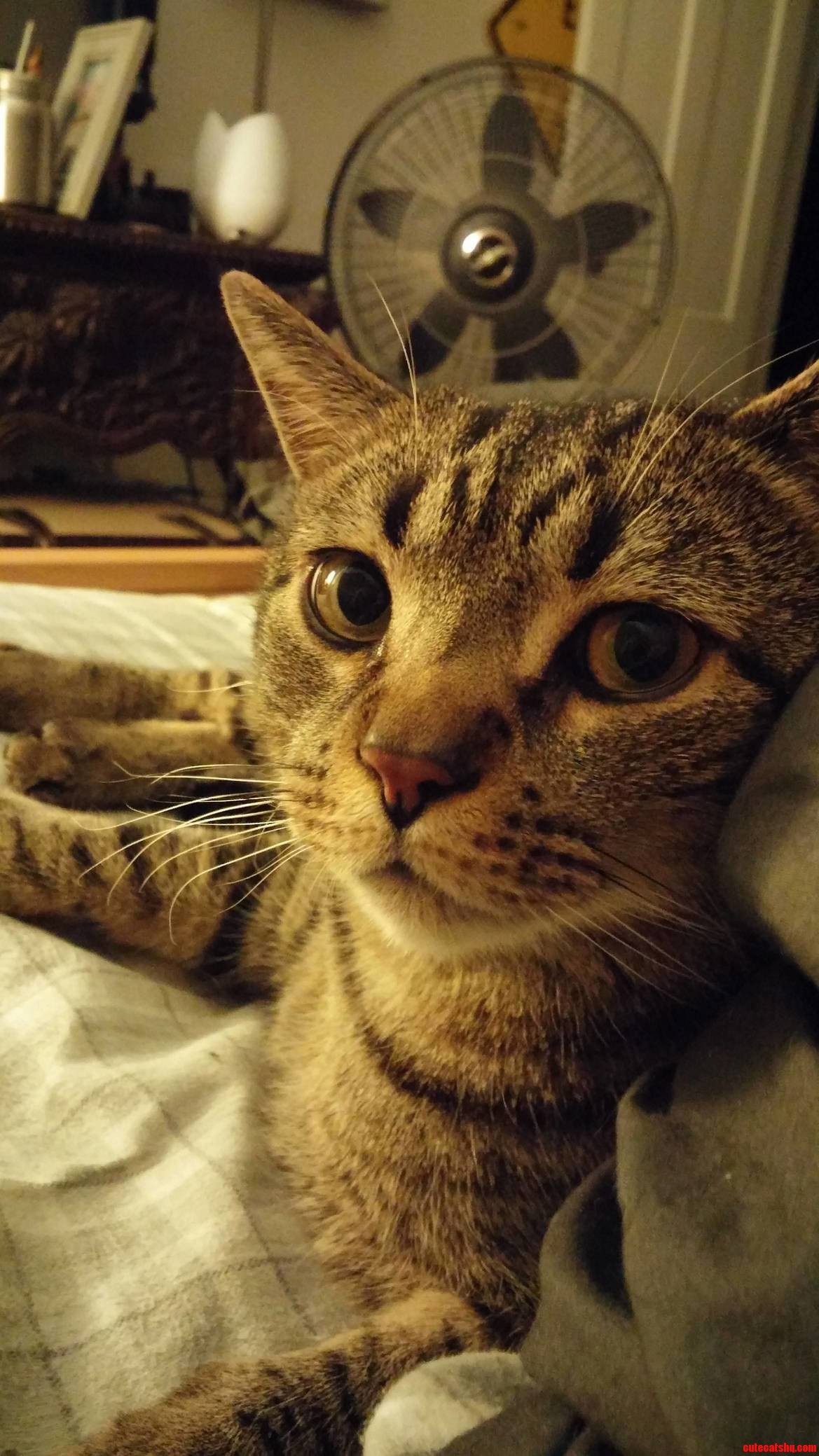 Meet Loki