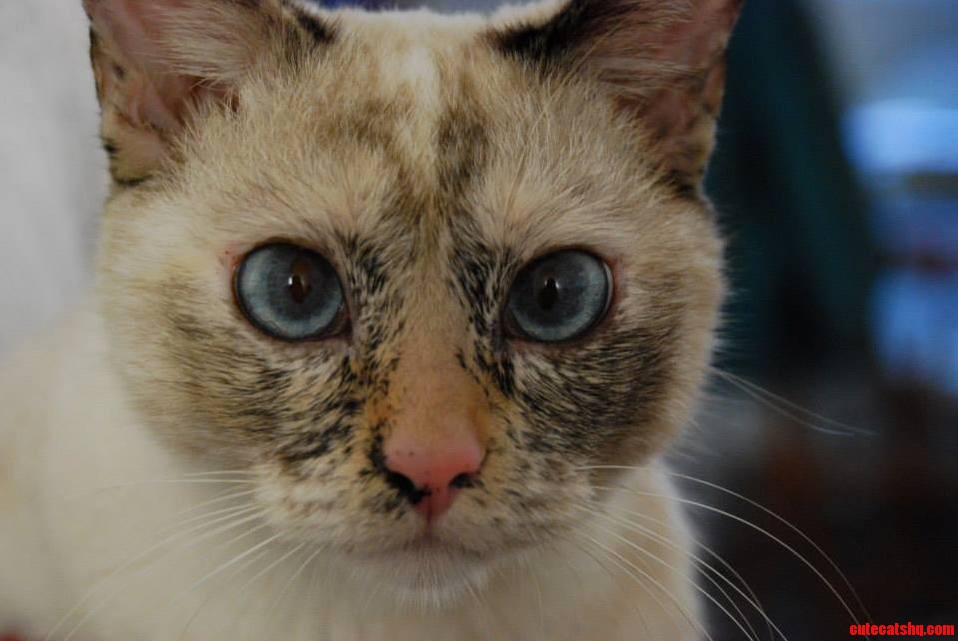 Meet My Cat. Her Name Is Coco Coco This Is