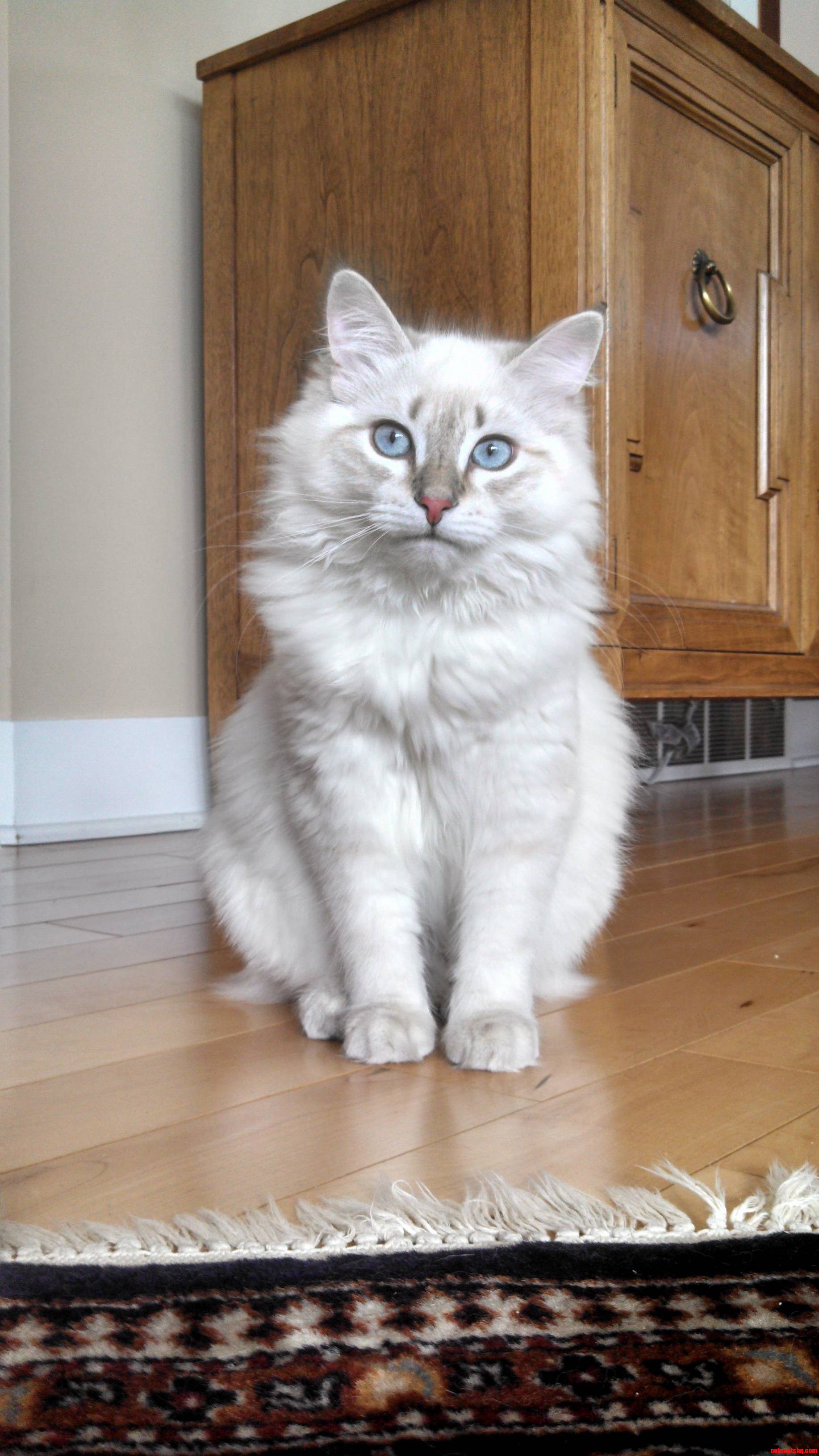 Meet My New Cat Pixie