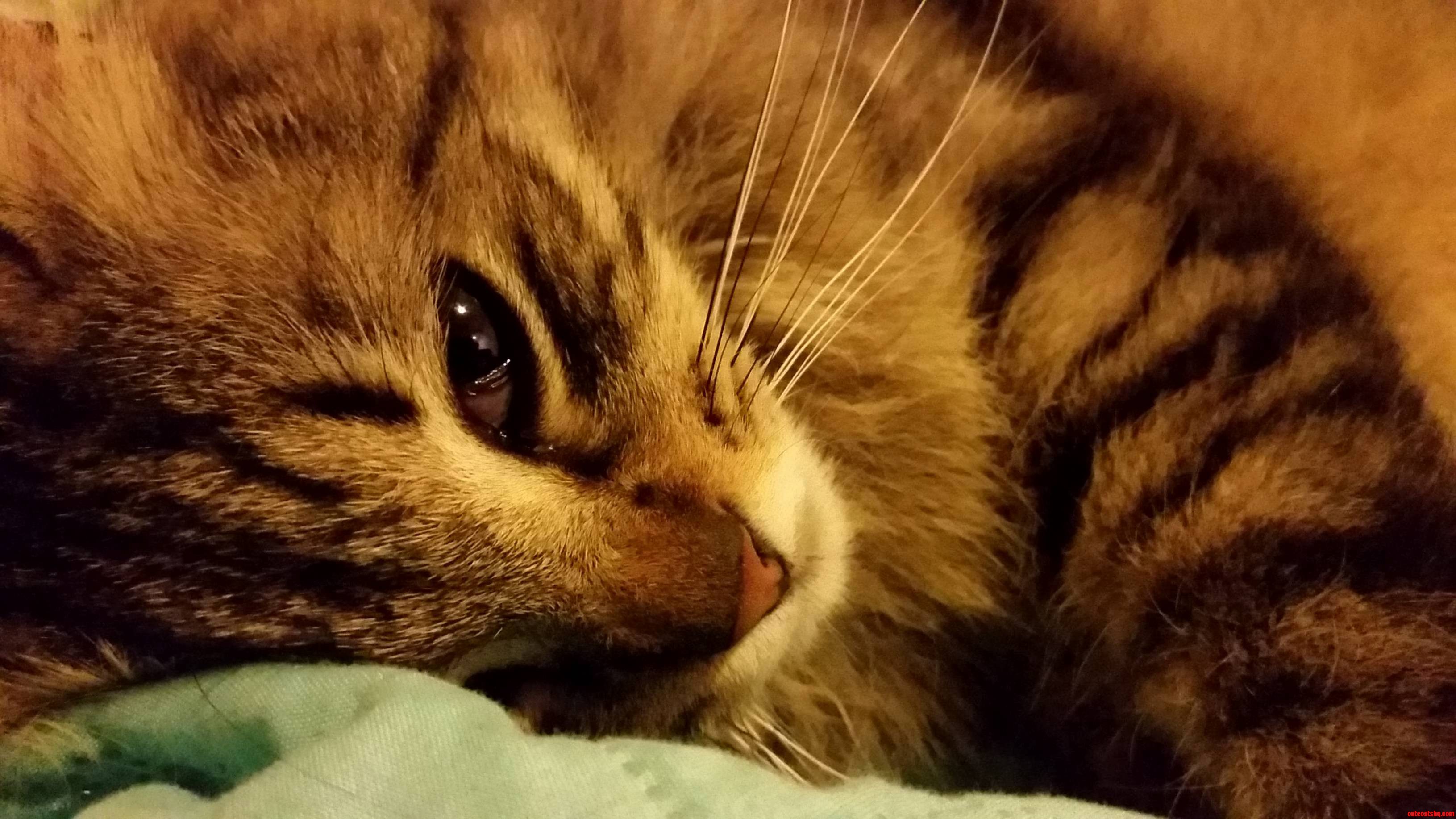 Meet My Weird Cat Dummo