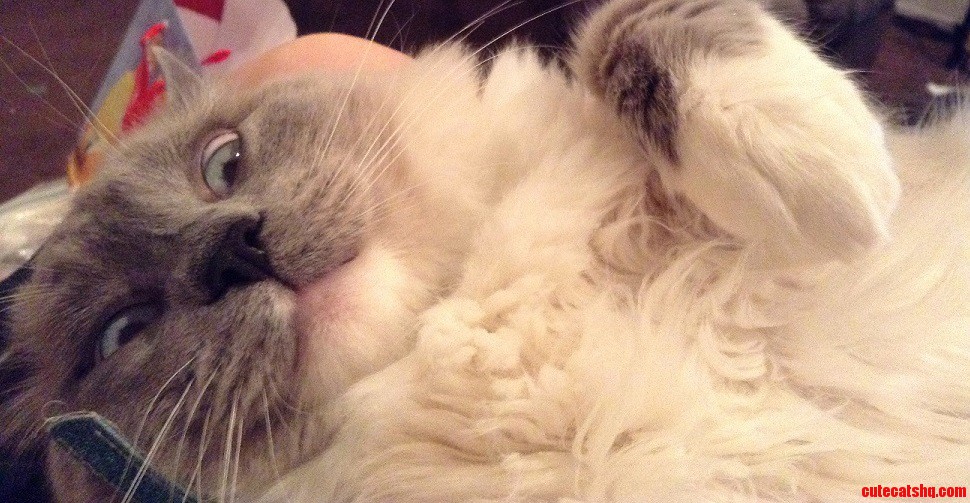 Meet Oliver the Lilac Siamese
