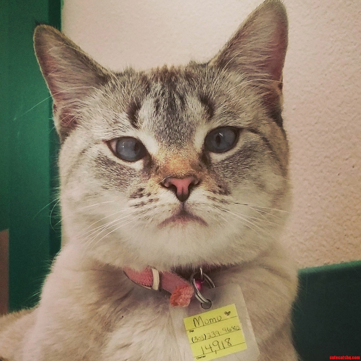 Momo Looks Like a Retired Prize Fighter.