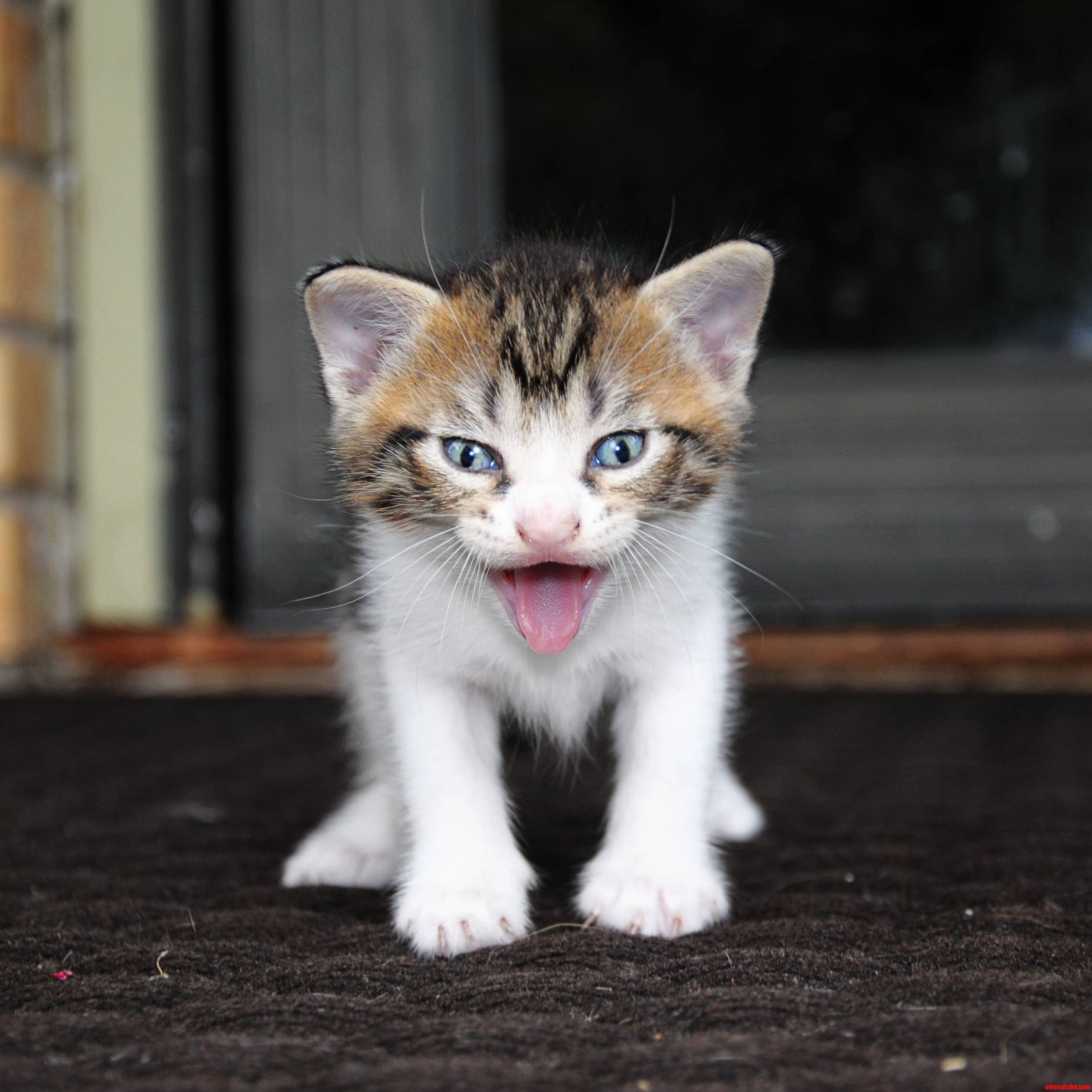 Moms Cute Kitten Impersonating Gene Simmons.