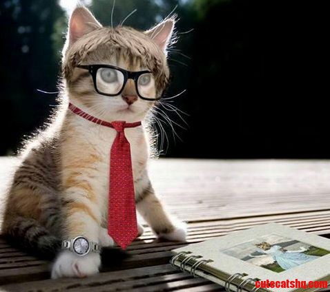 Mr.cat