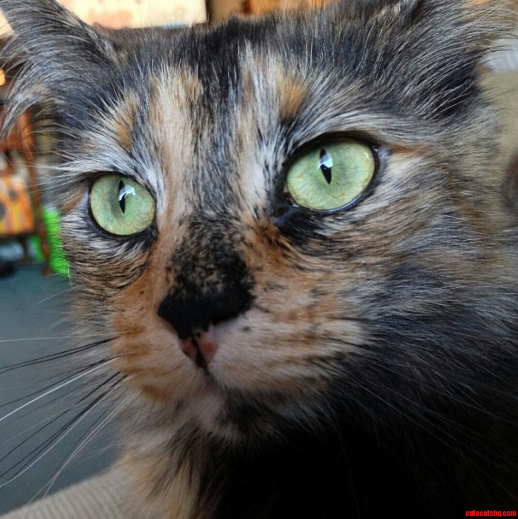 My Baby Girl Coona