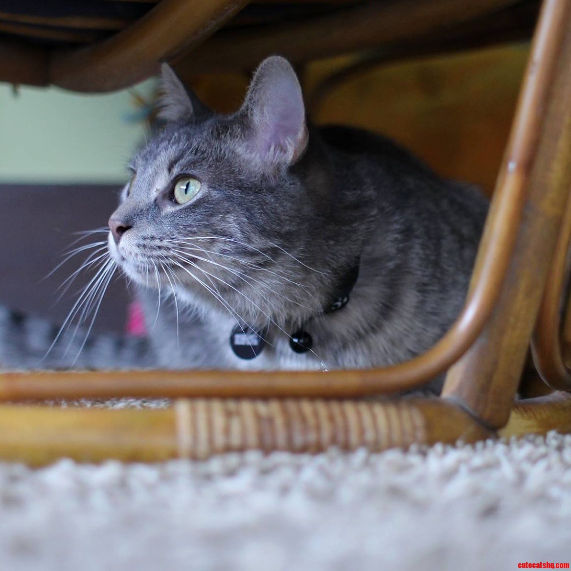 My Baby Love Sitting Under Our Papason Chair