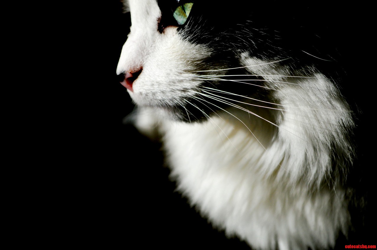 My Beautiful Cat Maya.