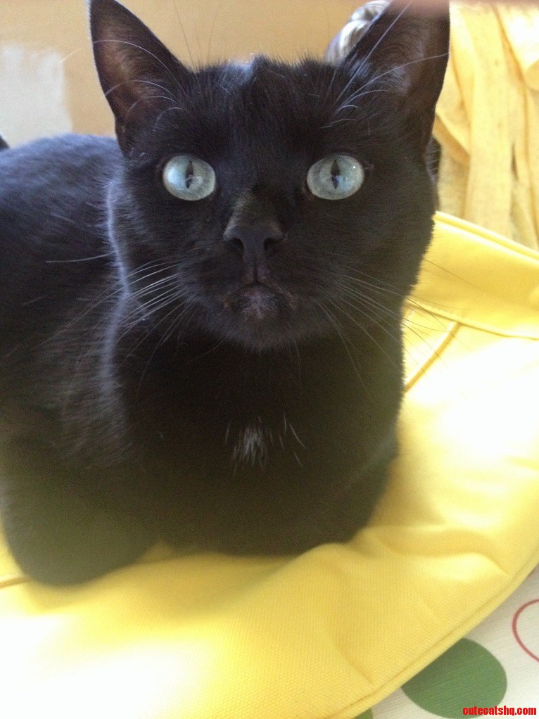 My Beautiful Cat Spook 2.5 Years Old in Pic