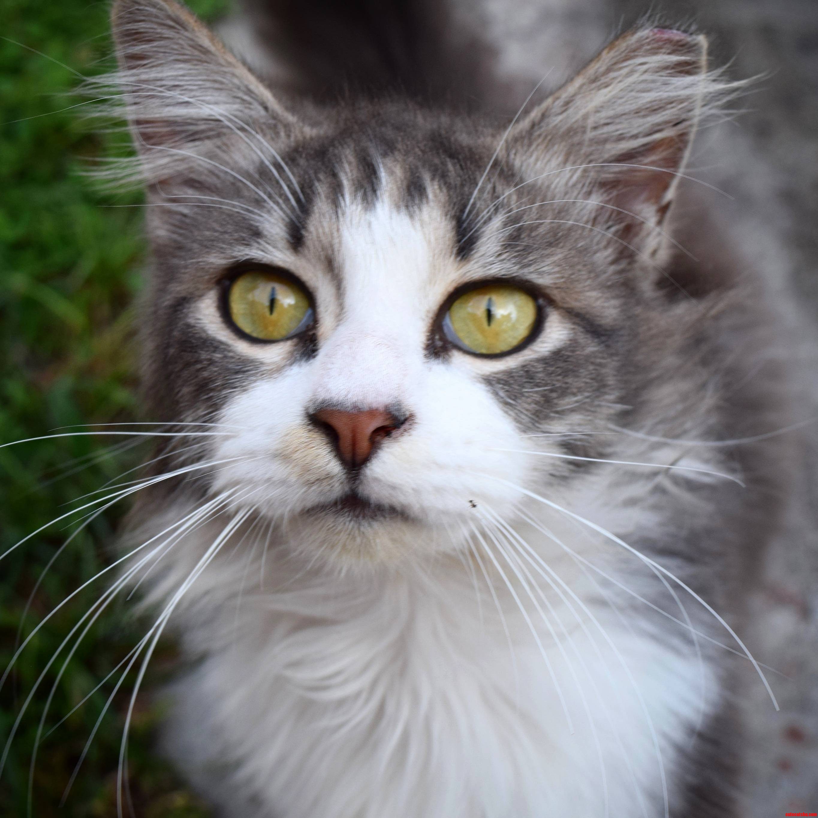 My Beautiful Furry Friend.