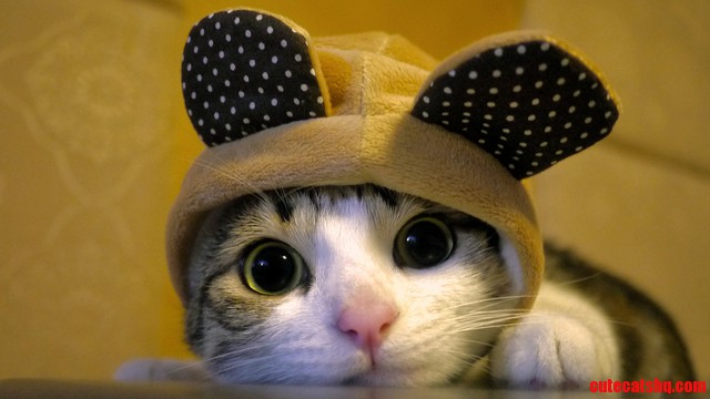 My Beautiful Naughty Cat