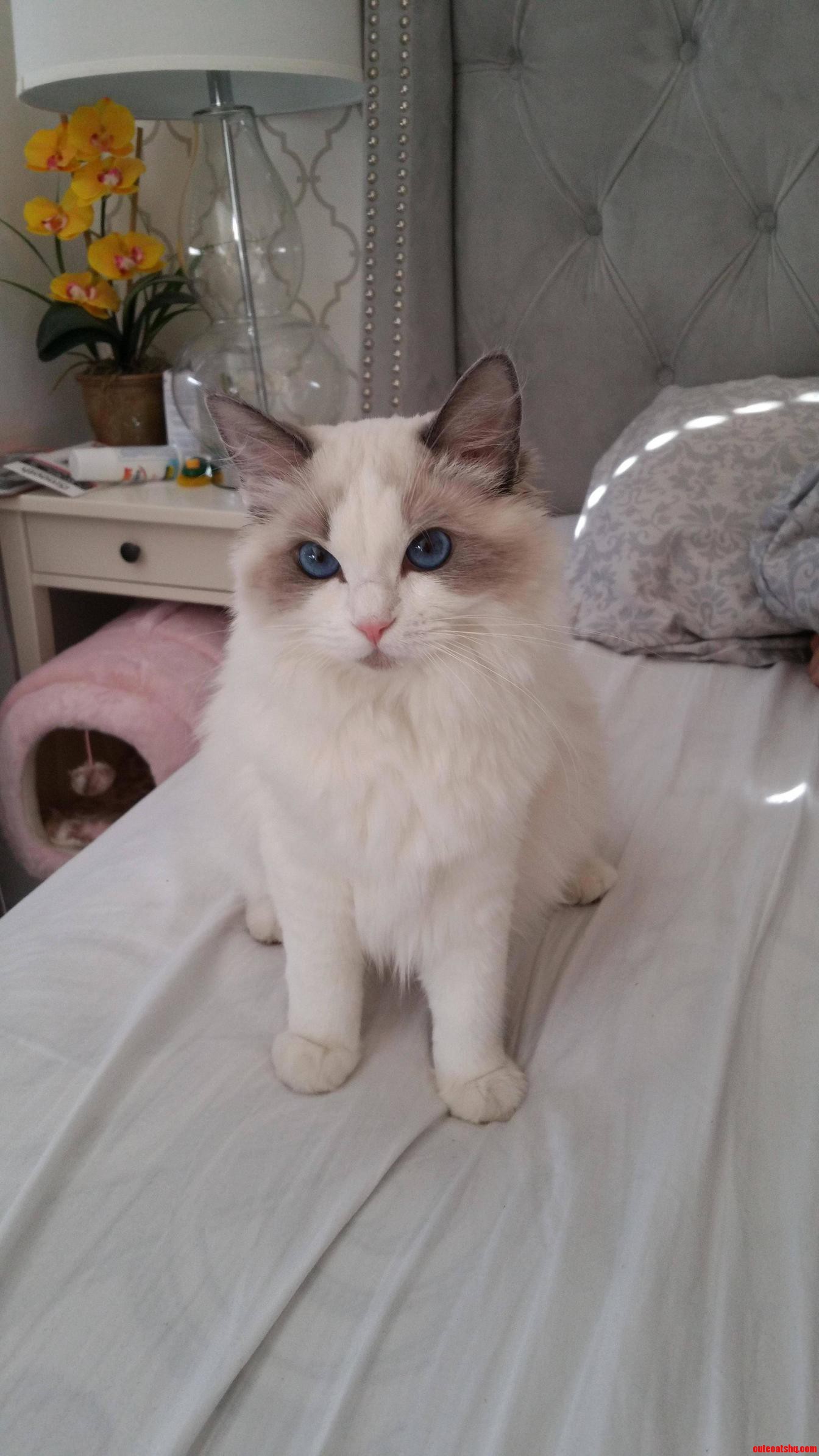 My Beautiful Penelope
