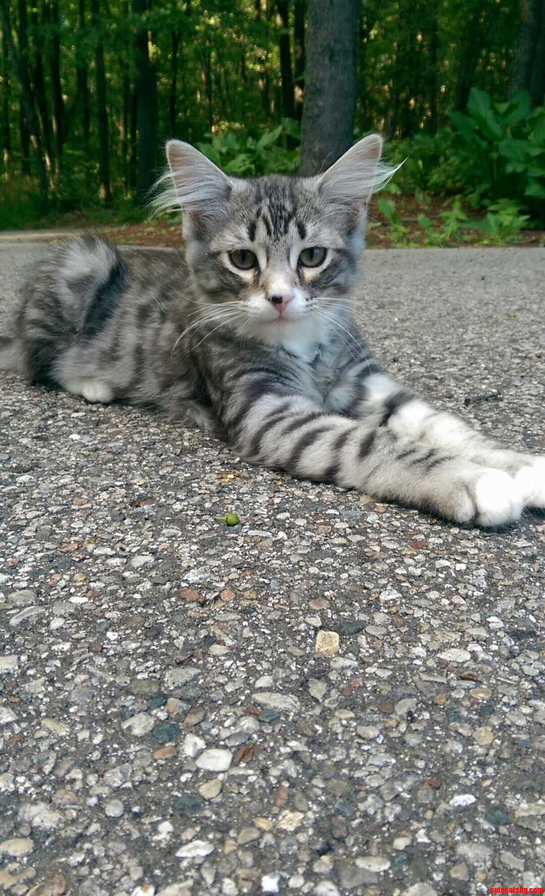 My Beloved Cat Photo Shoot