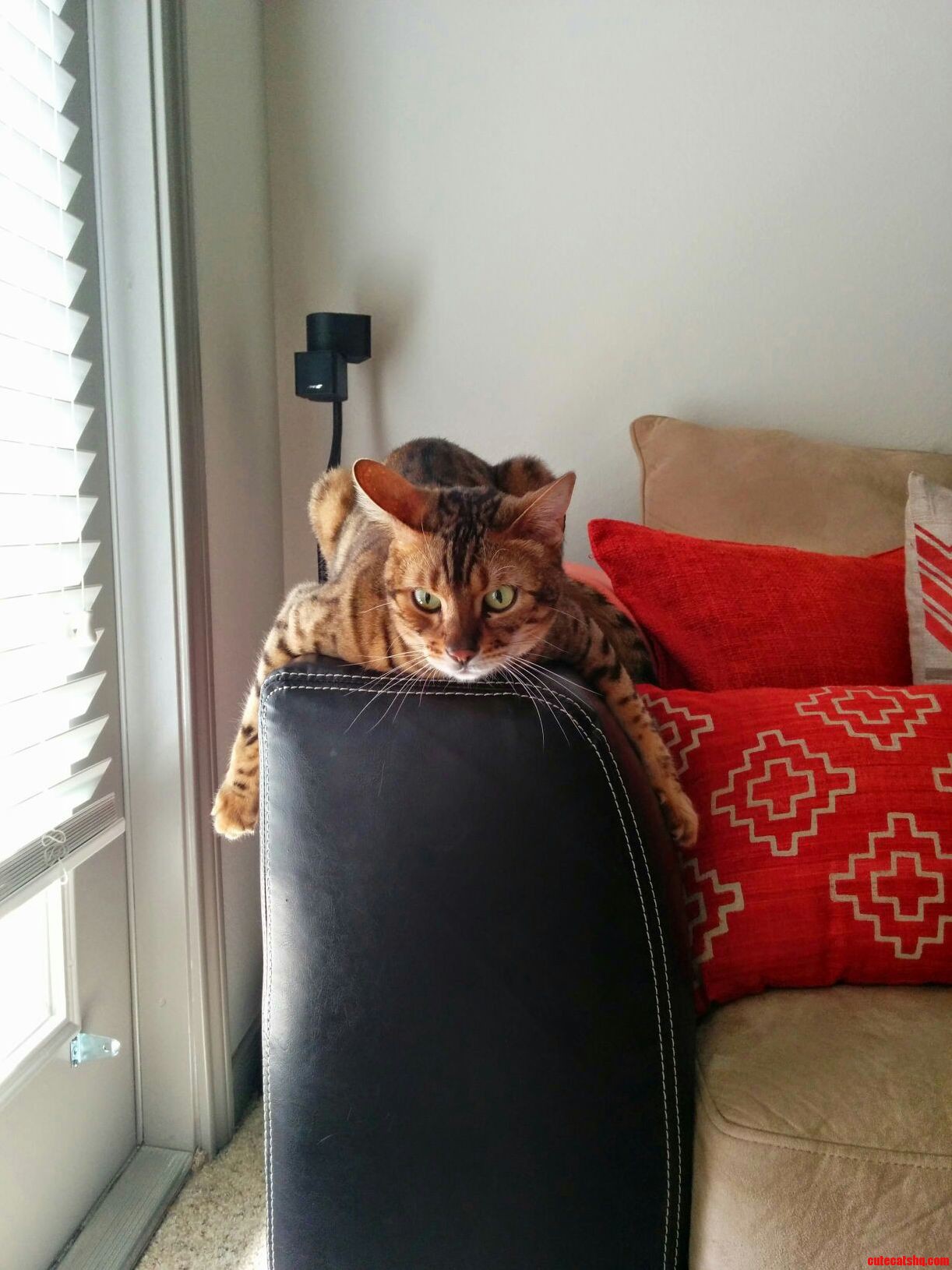 My Bengal Channeling His Inner Leopard