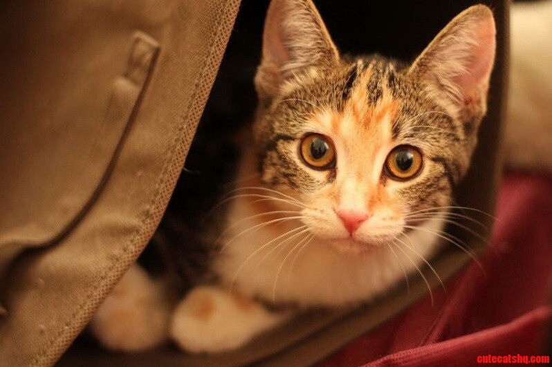 My Best Photo of the Beautiful Cora