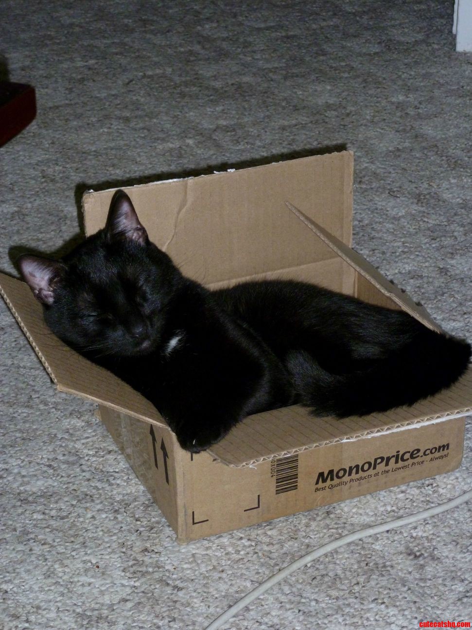 My Box Cat Syd for Black Cat Friday
