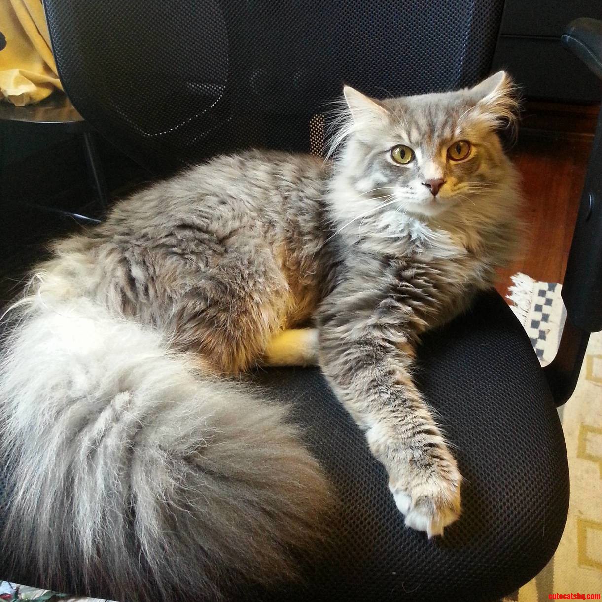 My Boy Has a Diva Tail