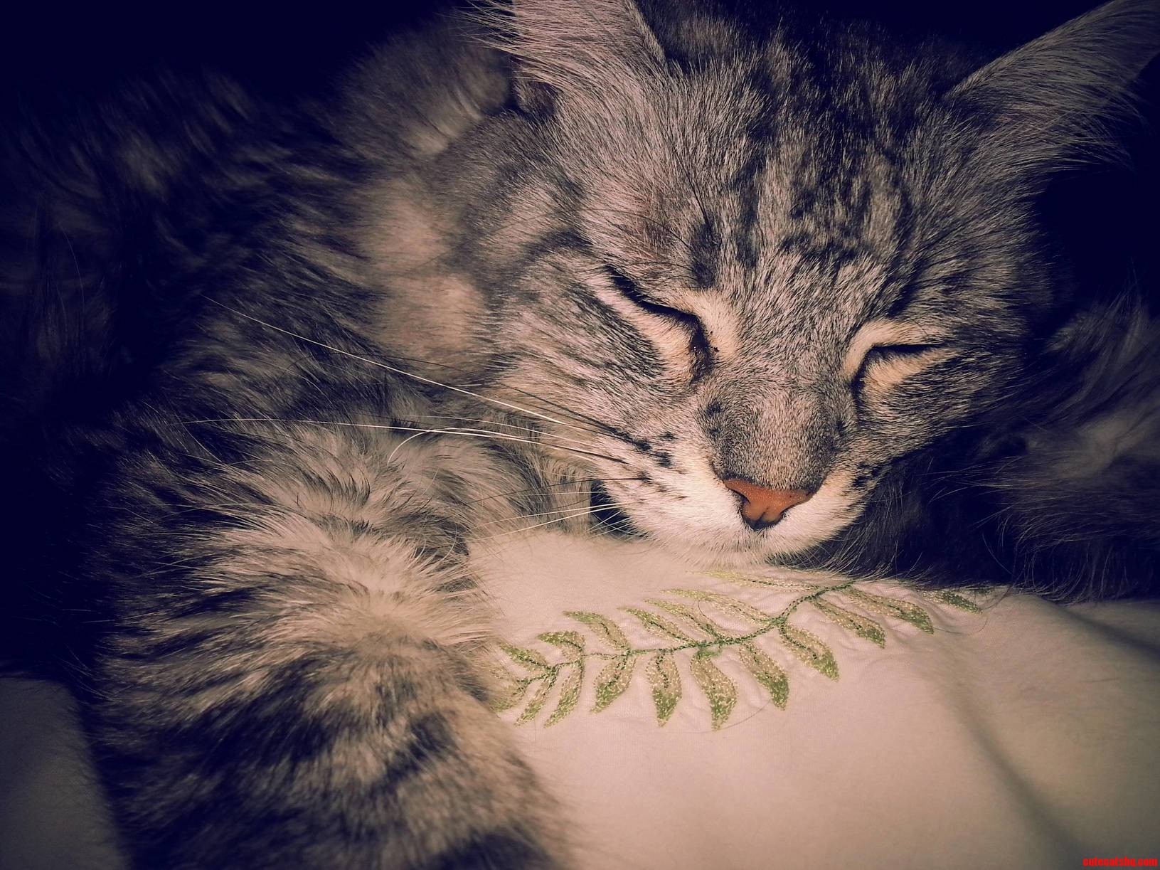 My Boy Lucky in Bed Next to Me