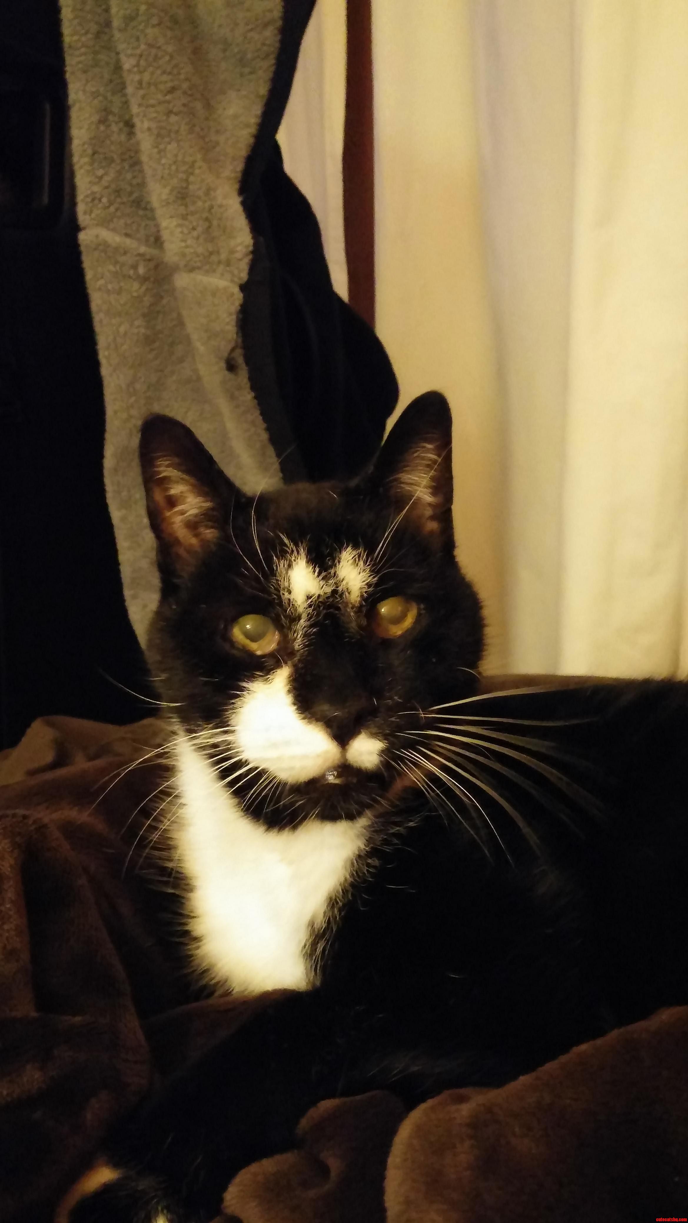 My Boy Milo. He Just Turned 15